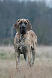 DOGUE ALLEMAND 749